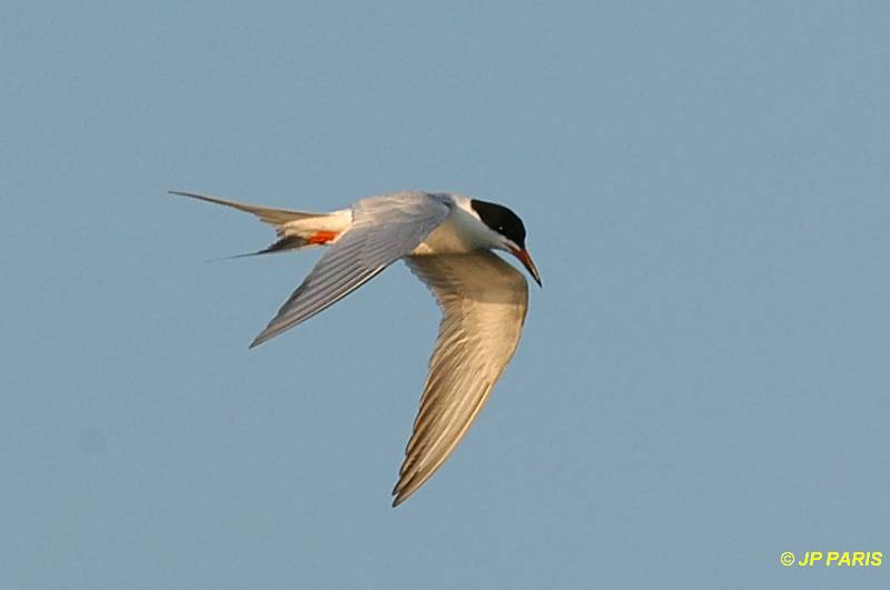 Sterna forsteri